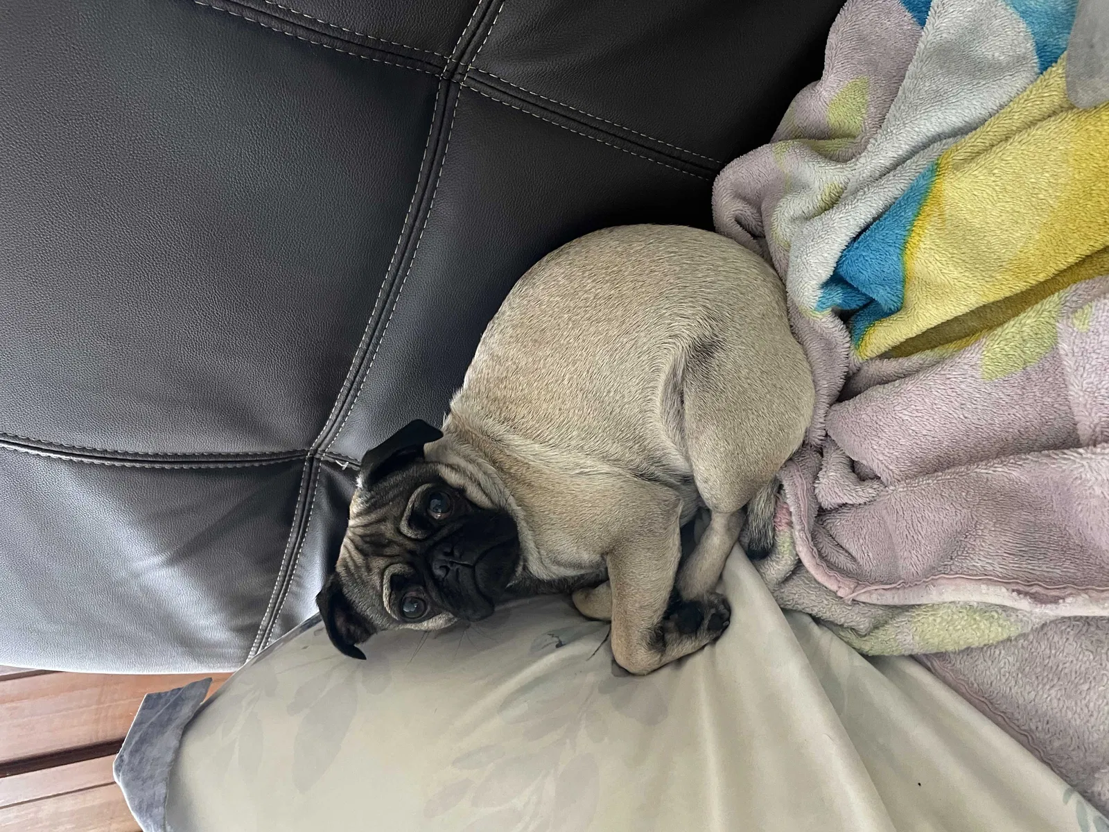 Lost dog in Pacoima, CA, 91331