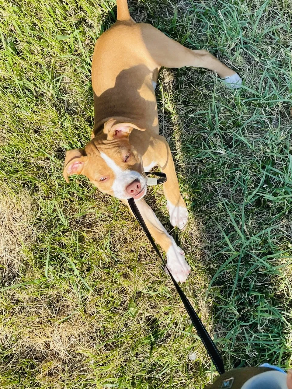 Lost dog in Saint Louis, MO, 63104