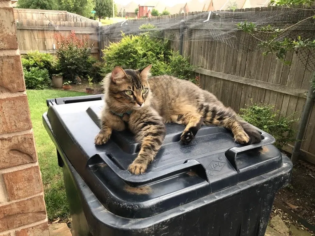 Lost cat in Oklahoma City, OK, 73162