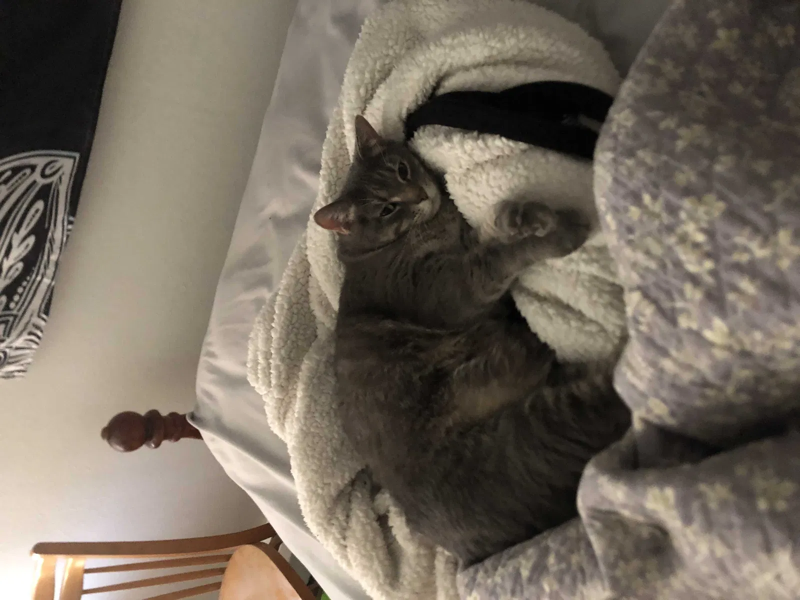 Lost cat in Marion, IA, 52302