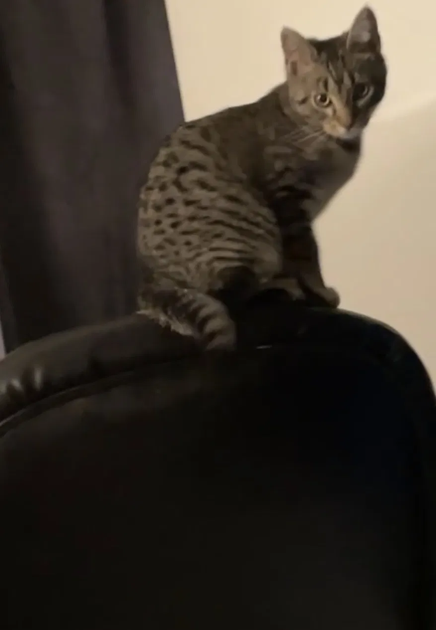 Lost cat in North Andover, MA, 1845