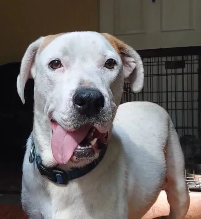 Lost dog in Rincon, GA, 31326