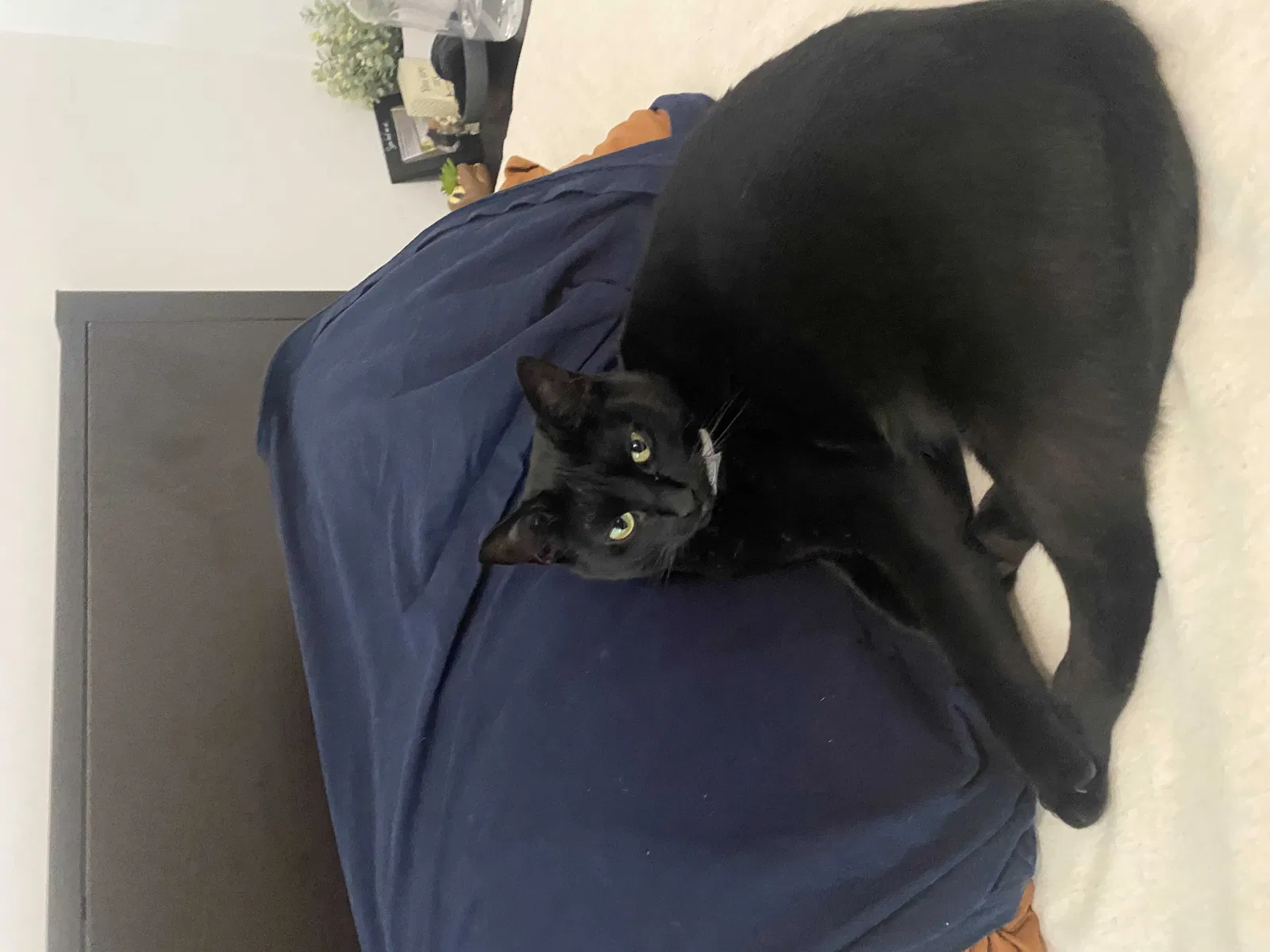 Lost cat in Fort Myers, FL, 33913