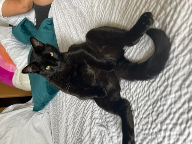 Lost cat in Oceanside, CA, 92058