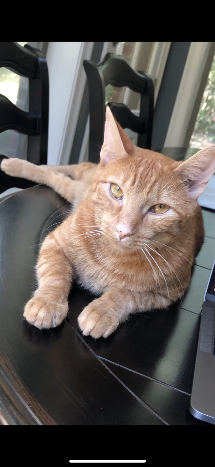 Lost cat in Denver, CO, 80226