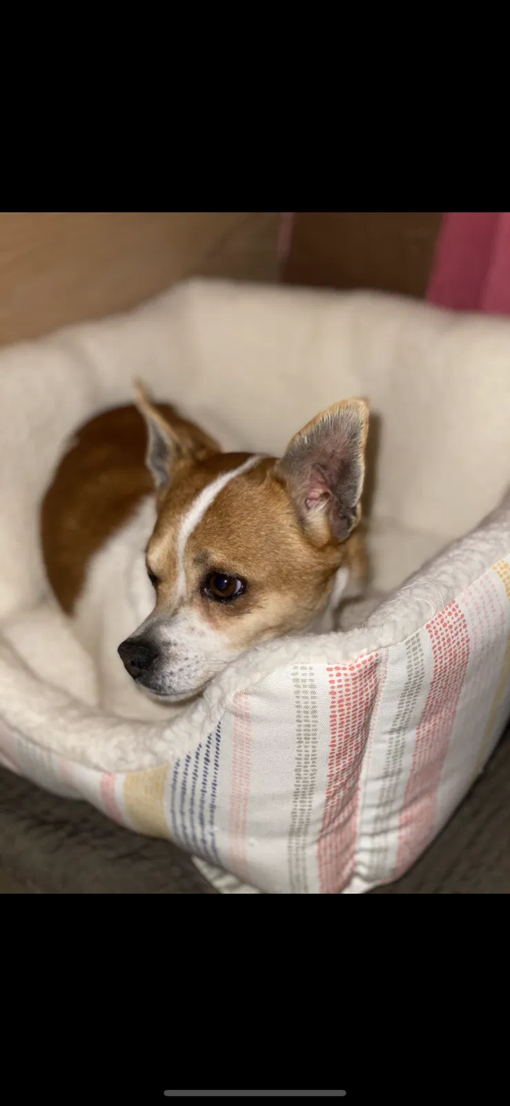 Lost dog in Indianapolis, IN, 46201