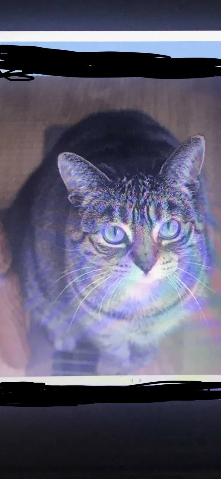 Lost cat in Lakeville, MN, 55044