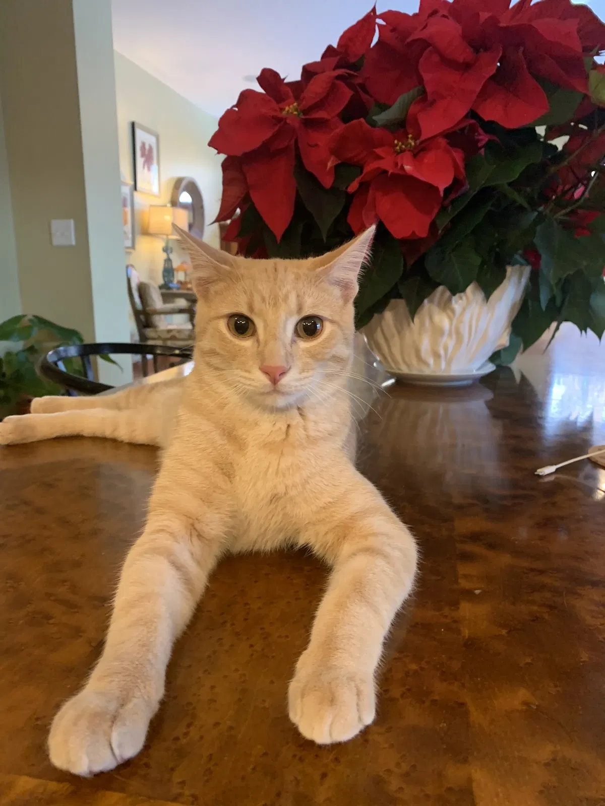 Lost cat in Stillwater, MN, 55082