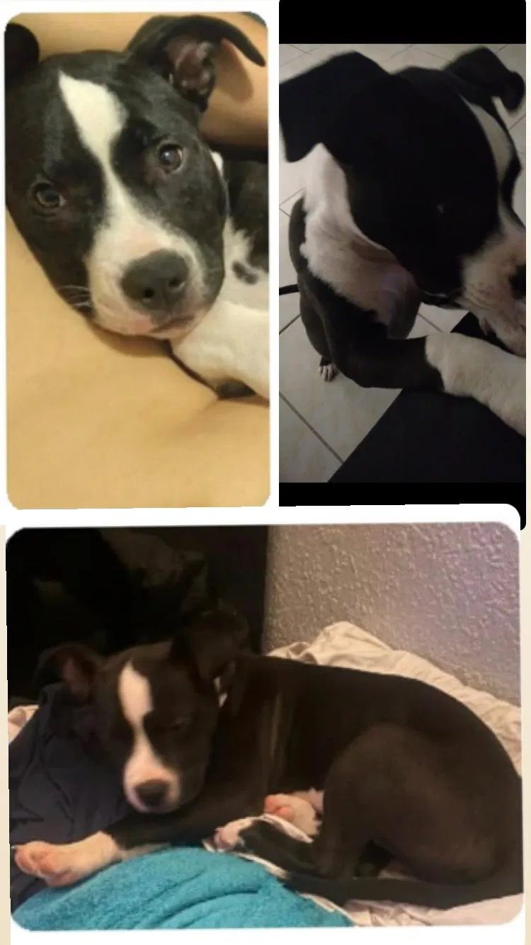 Lost dog in Homestead, FL, 33033