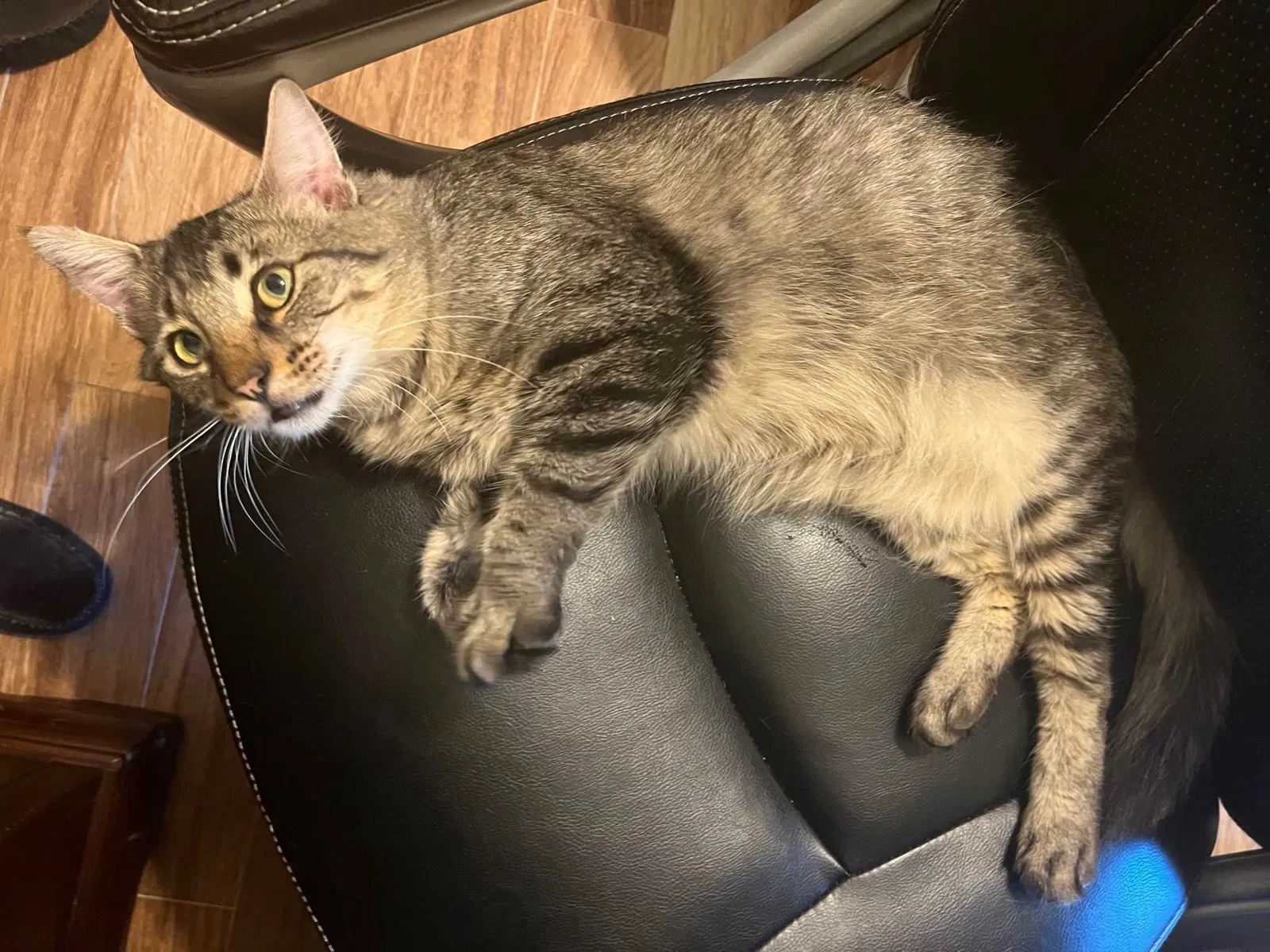 Found cat in San Angelo, TX, 76904