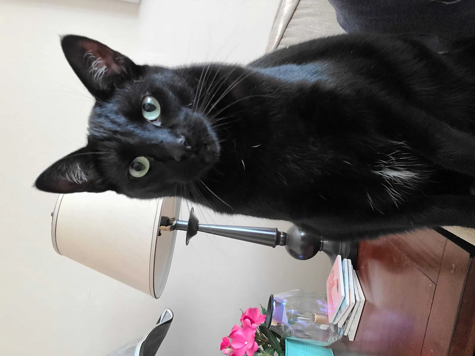 Lost cat in Long Beach, CA, 90808