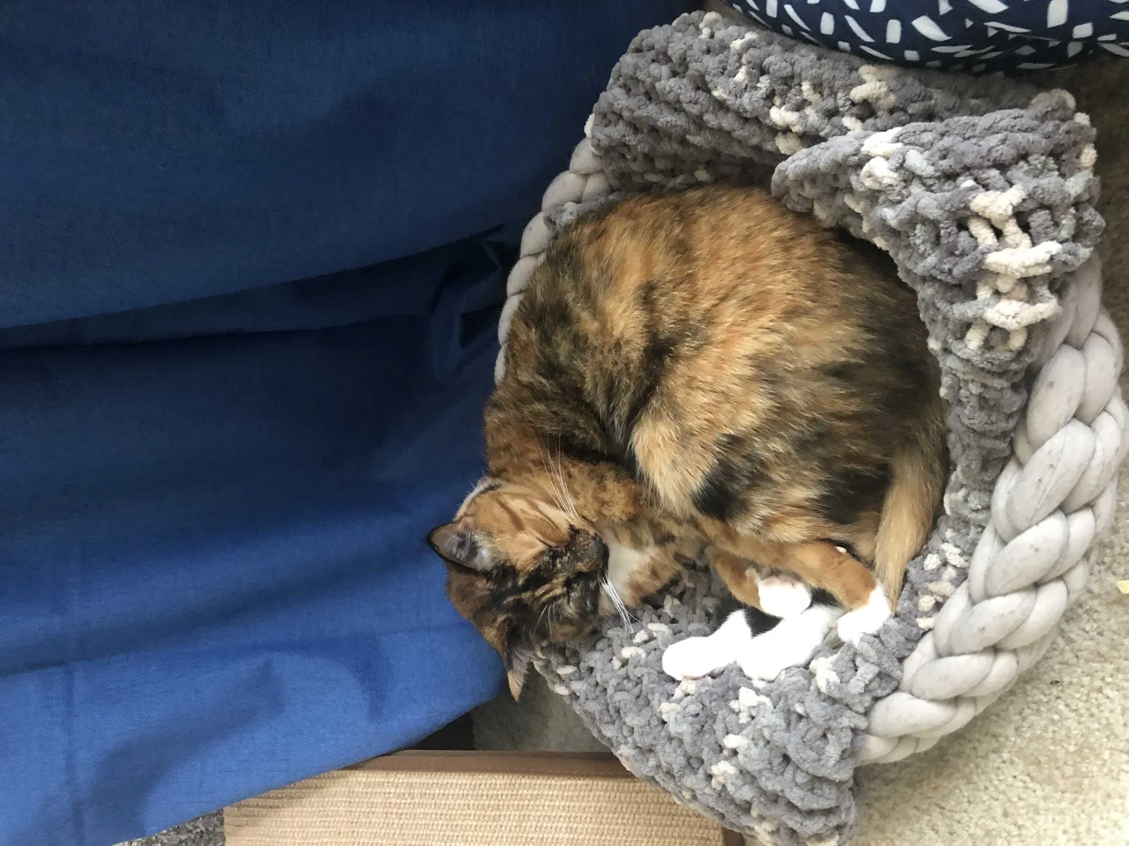 Lost cat in Vacaville, CA, 95687