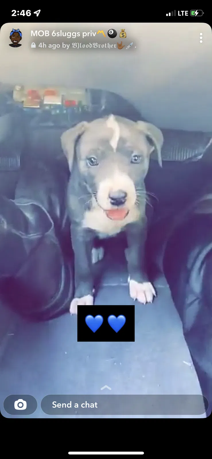 Lost dog in Dublin, GA, 31021