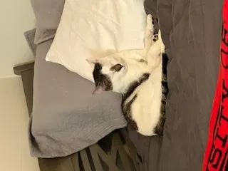 Lost cat in Winston Salem, NC, 27104