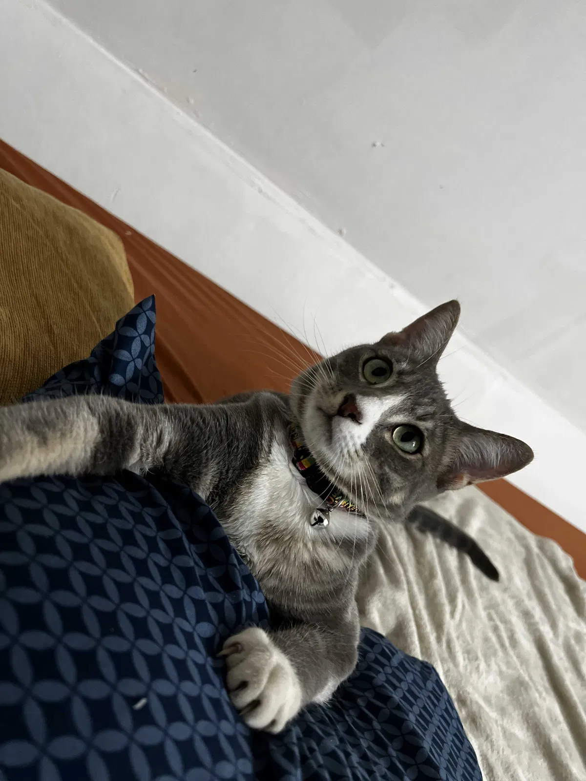 Lost cat in Burleson, TX, 76028