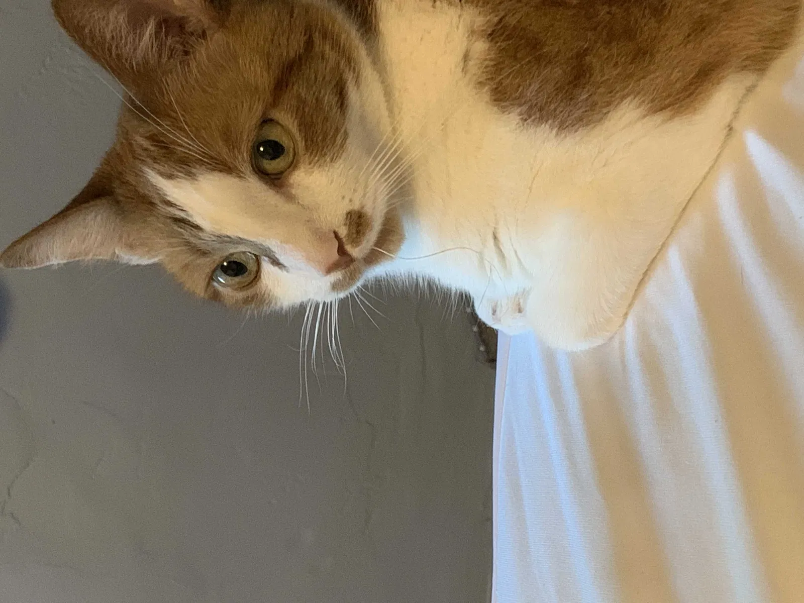 Lost cat in Santa Barbara, CA, 93101