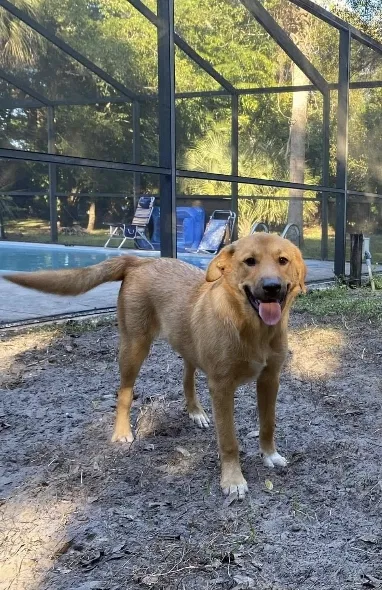 Lost dog in Hardeeville, SC, 29927