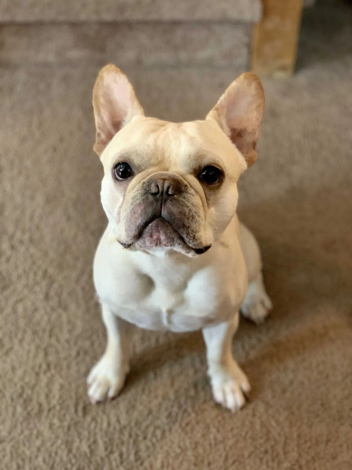 Lost dog in Chattanooga, TN, 37411