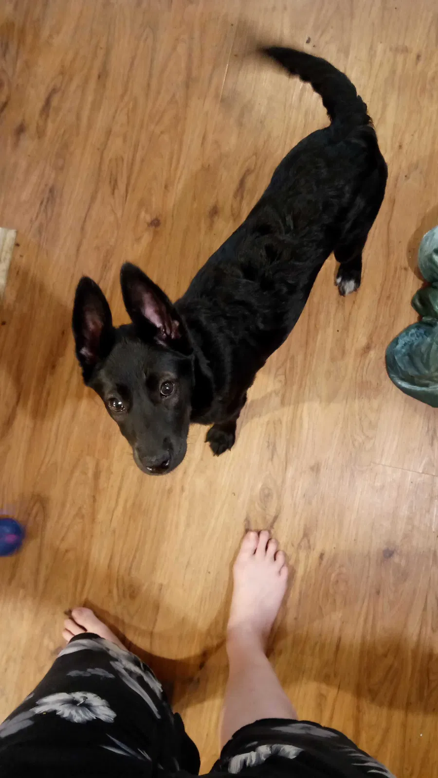 Lost dog in Van Nuys, CA, 91405