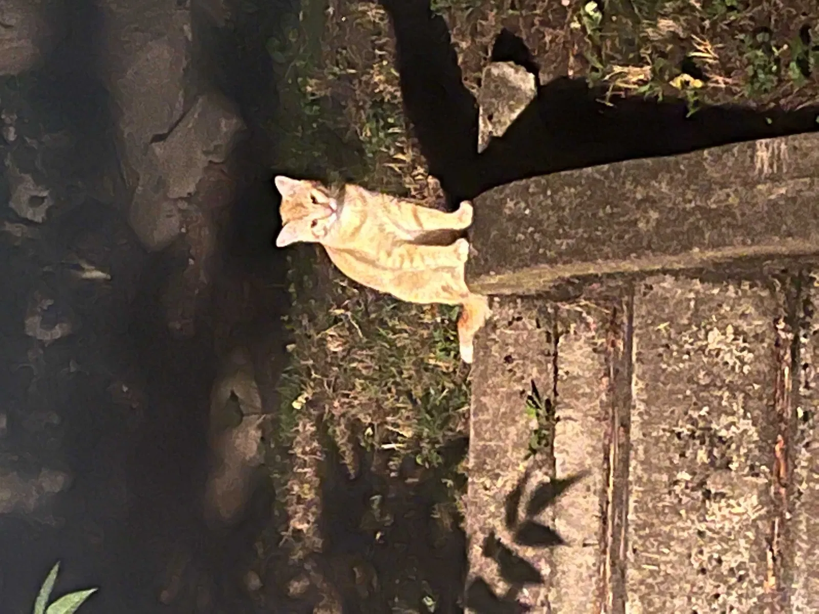 Found cat in Pittsburgh, PA, 15210