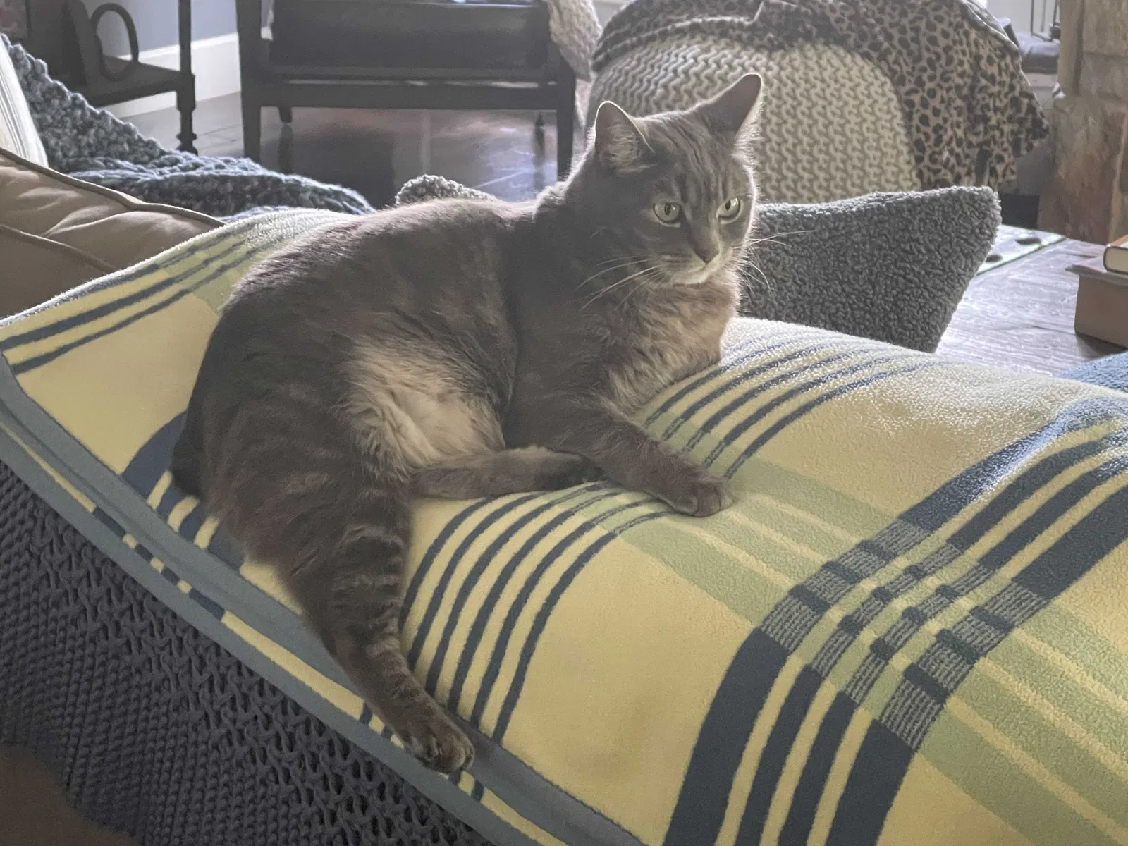 Lost cat in Seattle, WA, 98188