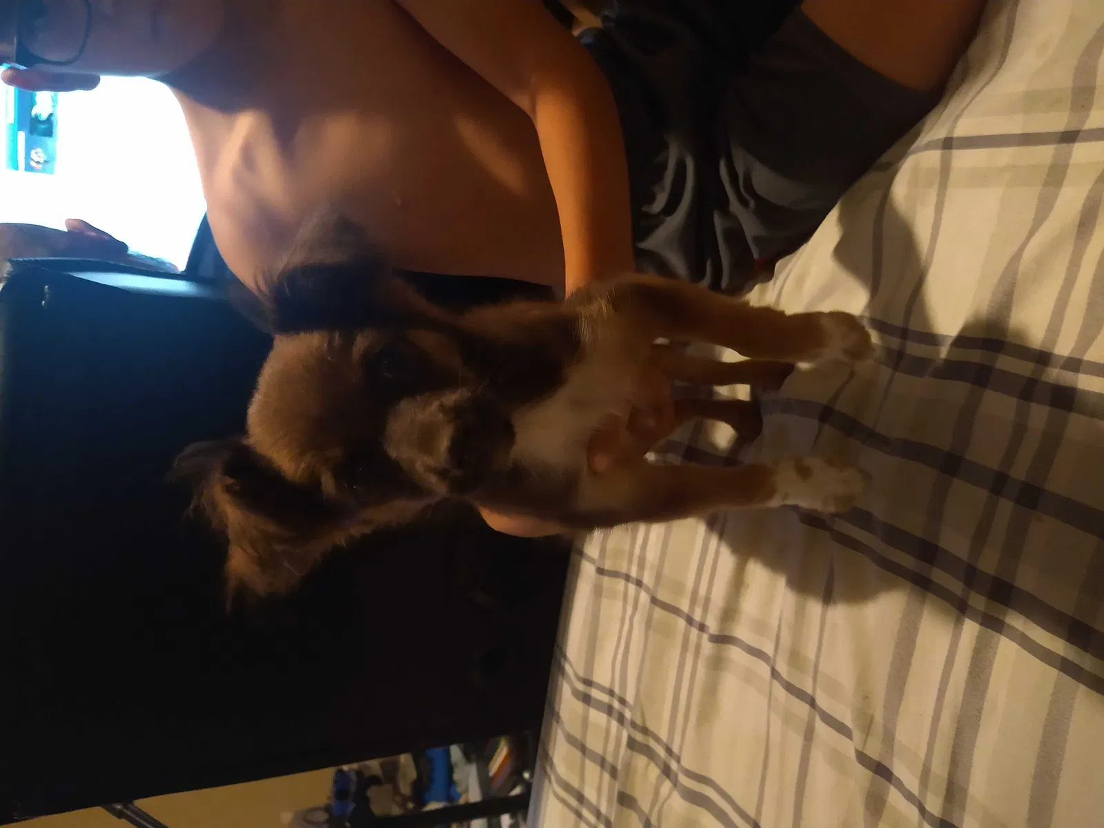 Found dog in Perris, CA, 92570