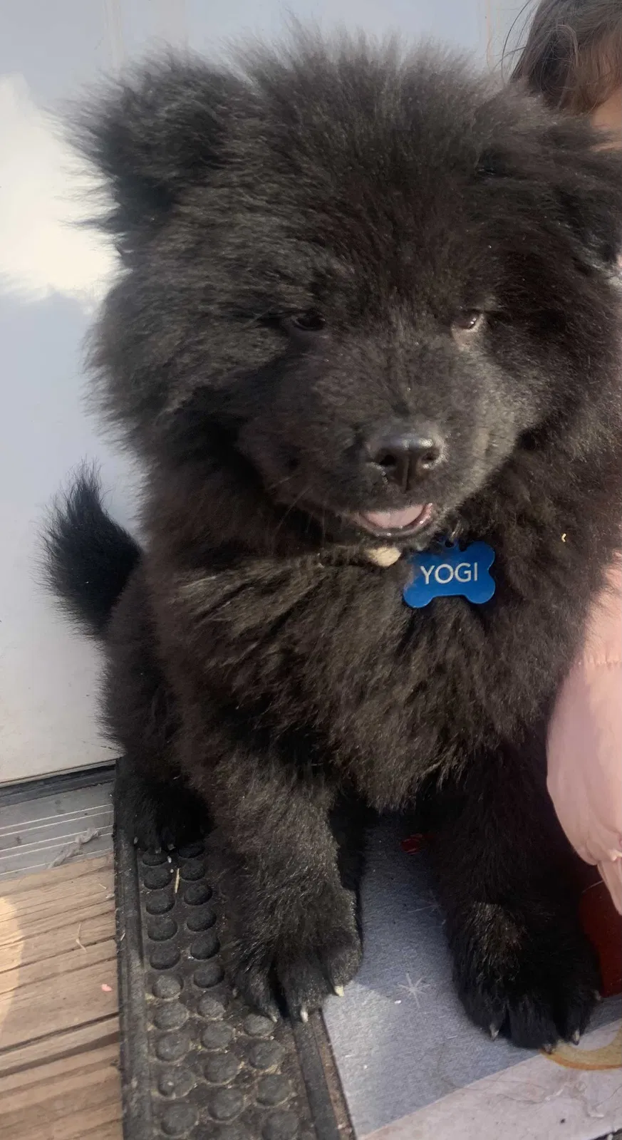 Lost dog in Los Lunas, NM, 87031