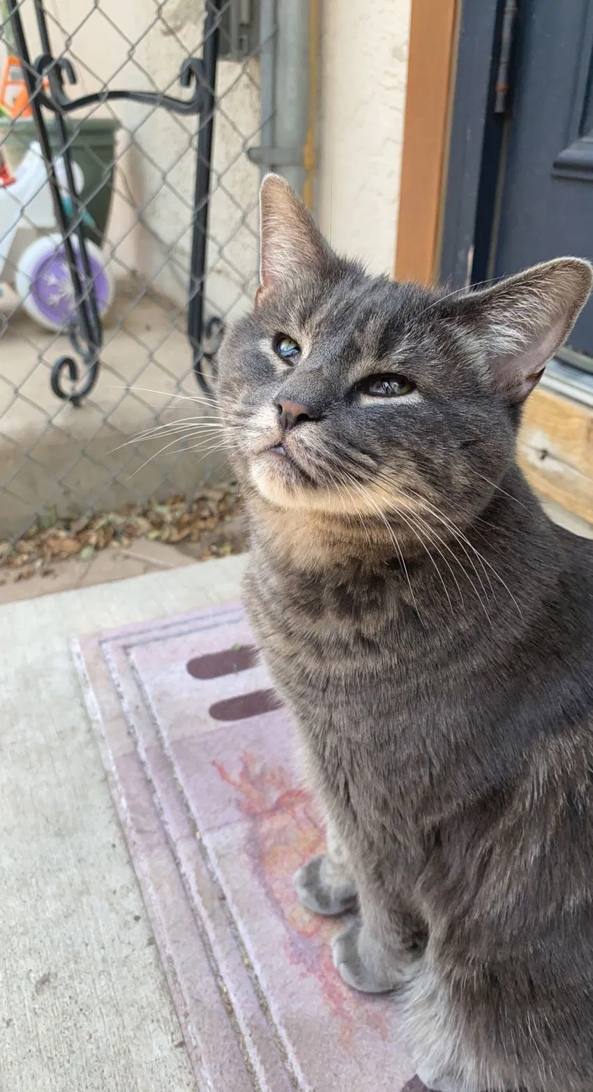 Lost cat in Colorado Springs, CO, 80907