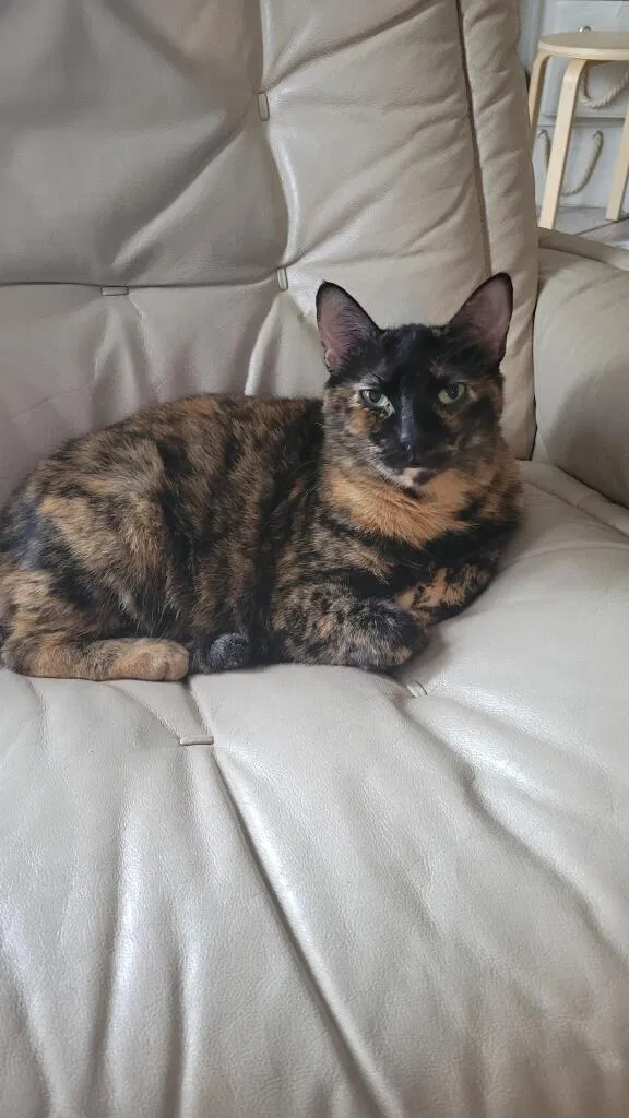 Lost cat in Saint Petersburg, FL, 33704