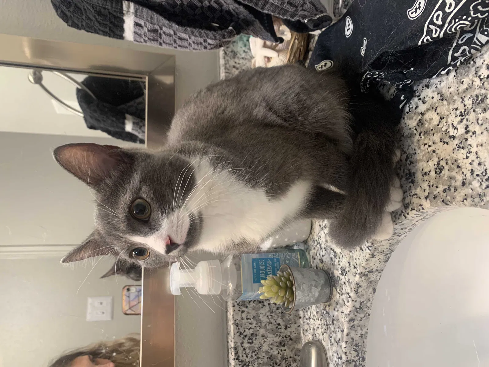 Found cat in Dublin, OH, 43016