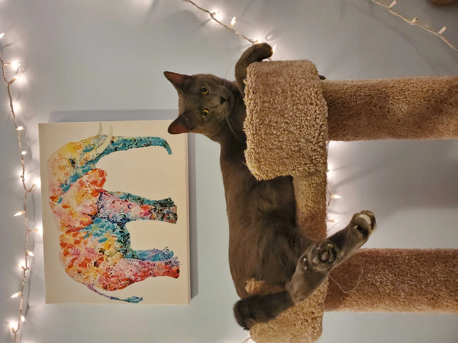 Lost cat in Chicago, IL, 60632