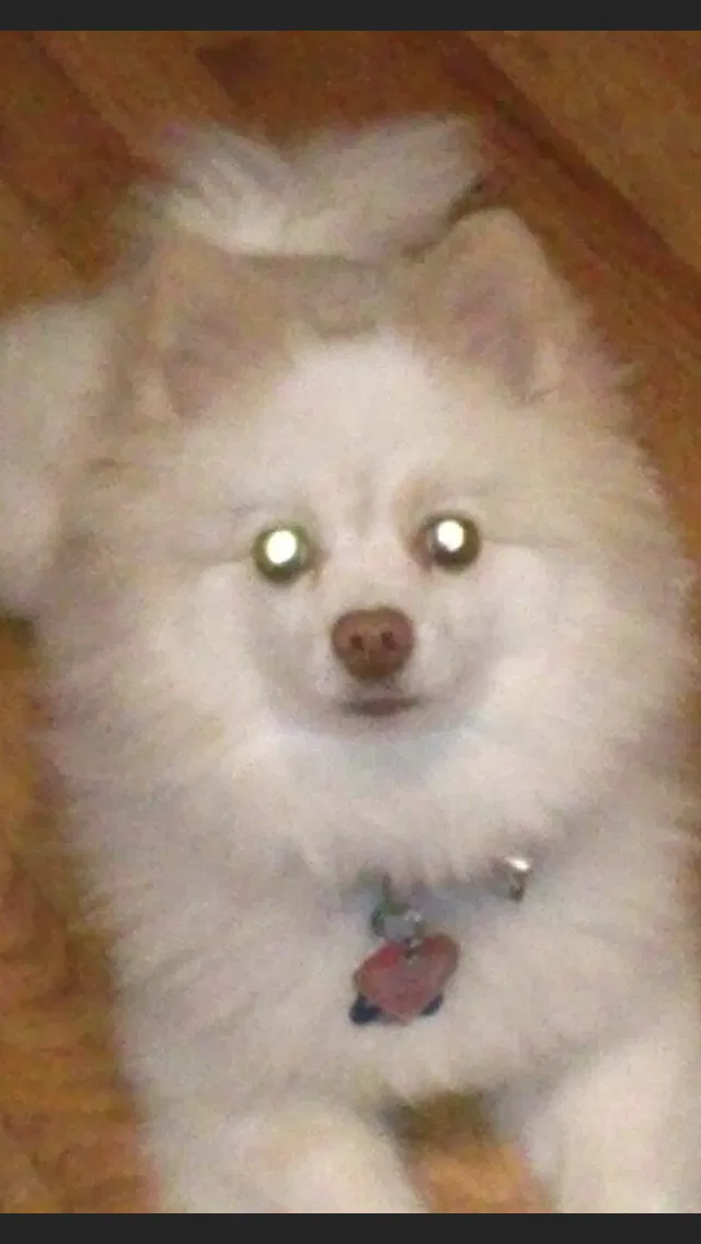 Lost dog in Marietta, GA, 30060