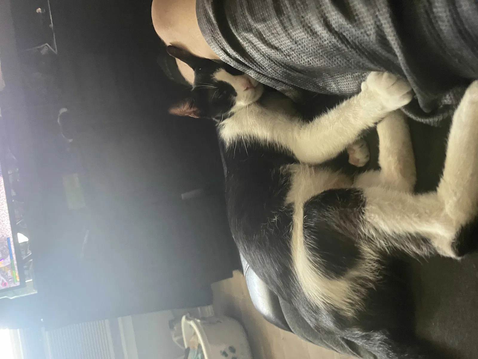 Lost cat in Corpus Christi, TX, 78415