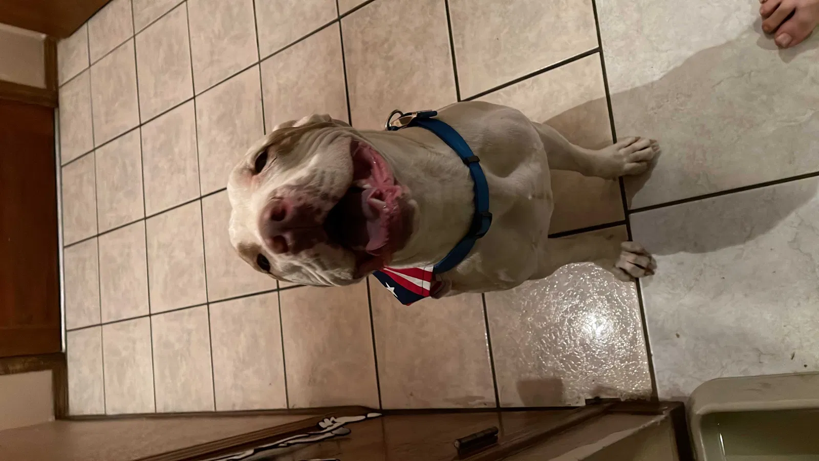 Lost dog in El Paso, TX, 79936