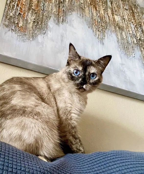 Lost cat in Daytona Beach, FL, 32119