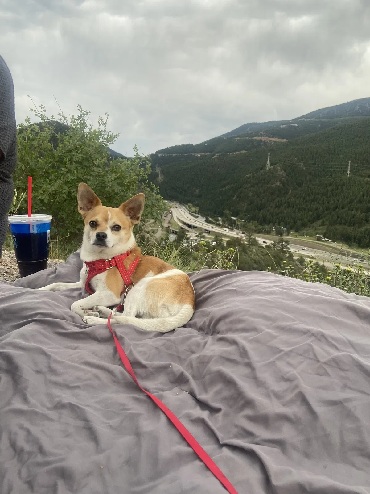 Lost dog in Denver, CO, 80239