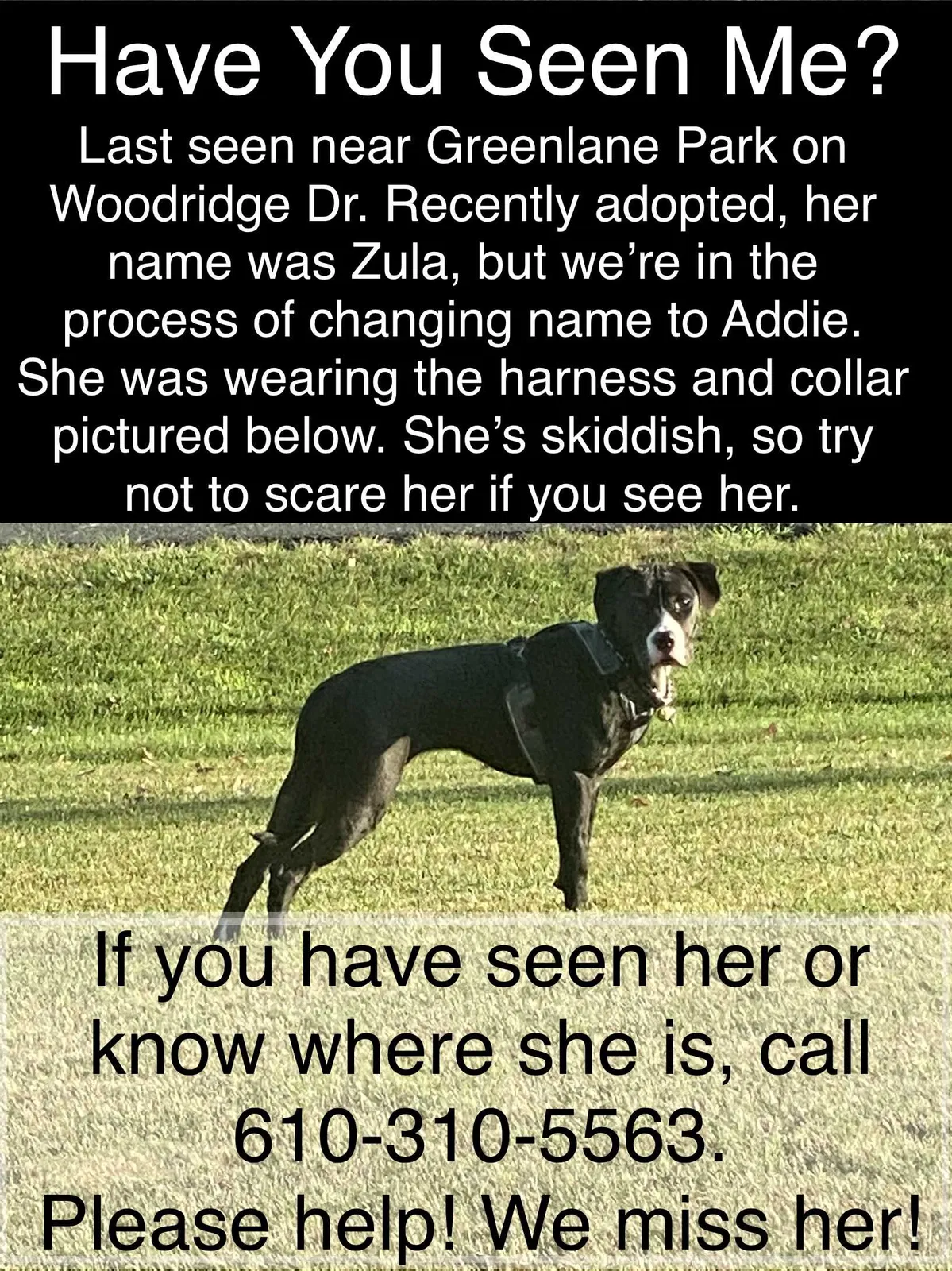 Lost dog in Green Lane, PA, 18054