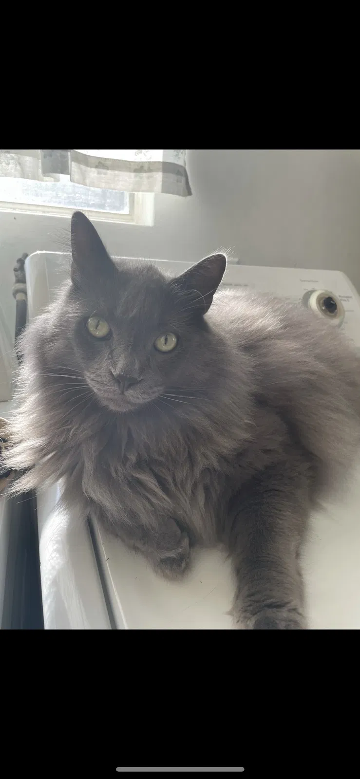 Lost cat in Tujunga, CA, 91042
