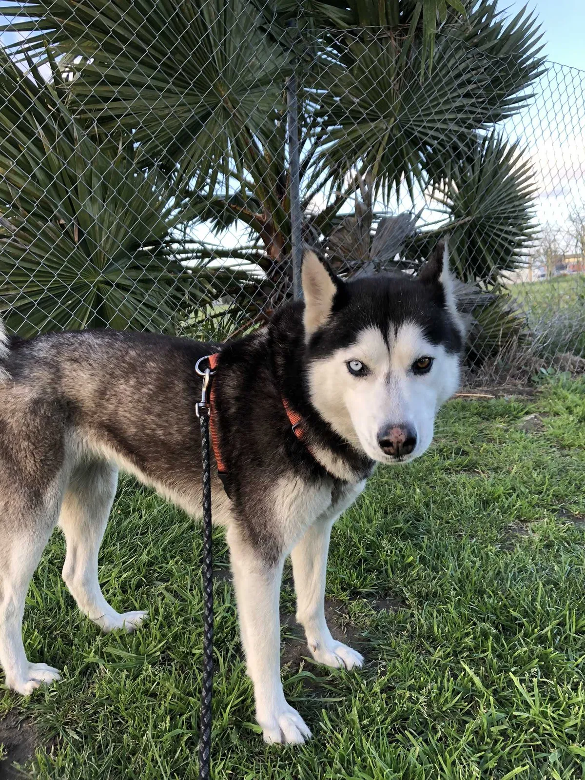 Lost dog in Long Beach, CA, 90810