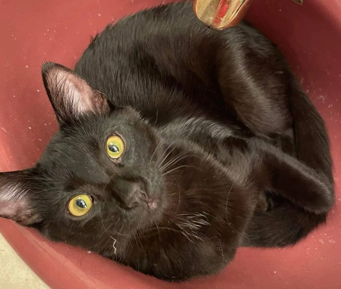 Lost cat in Monroe, WA, 98272