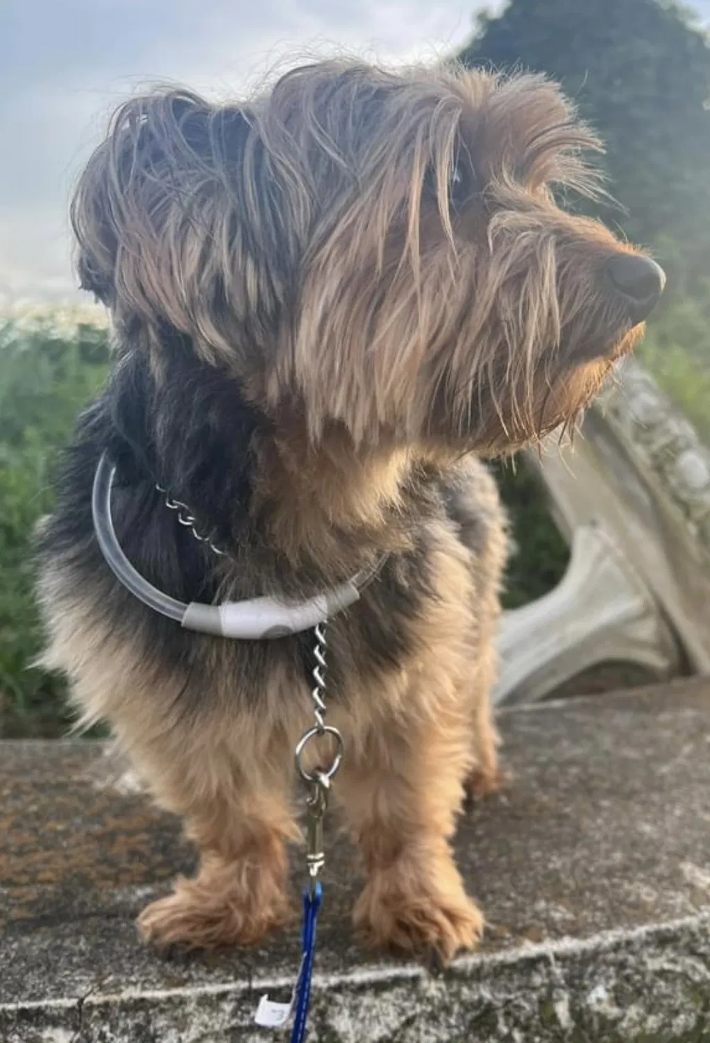 Lost dog in Greensboro, NC, 27407