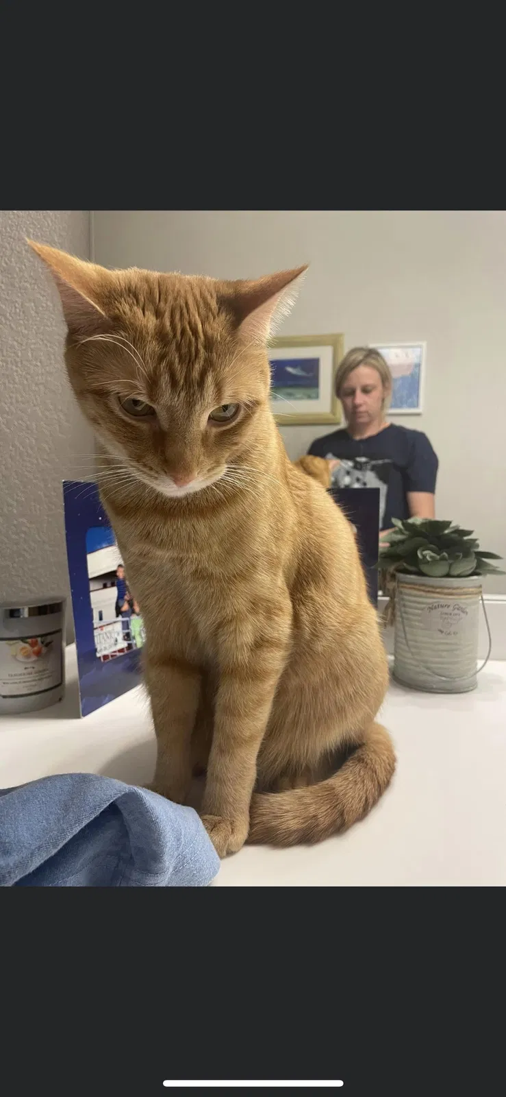 Lost cat in Castle Rock, CO, 80108