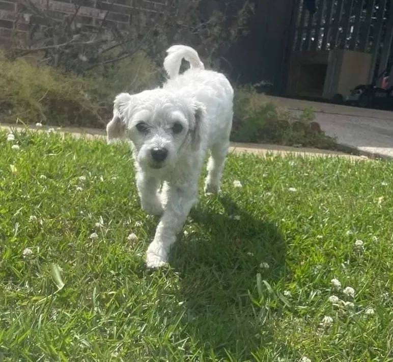 Lost dog in Albertville, AL, 35950