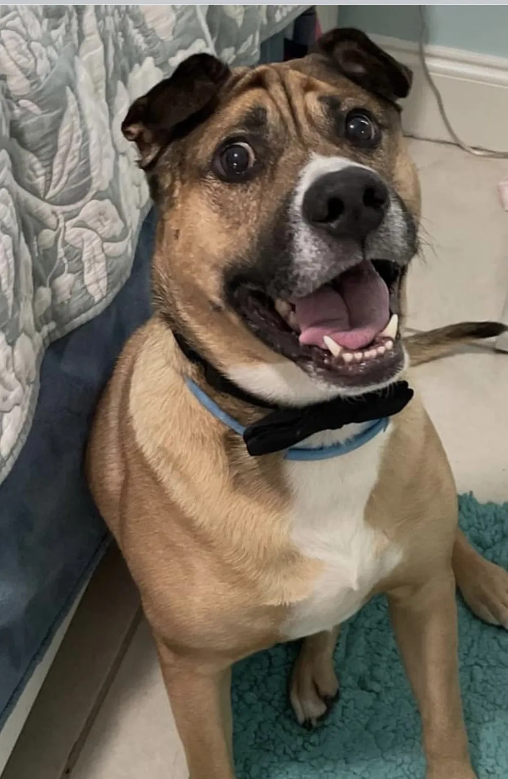 Lost dog in Miami, FL, 33161