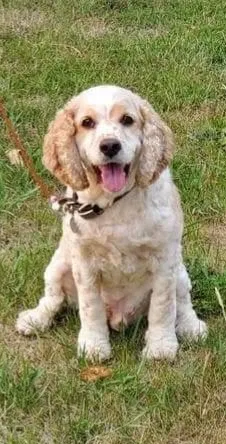 Lost dog in Cokato, MN, 55321