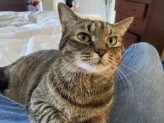 Lost cat in Huntersville, NC, 28078