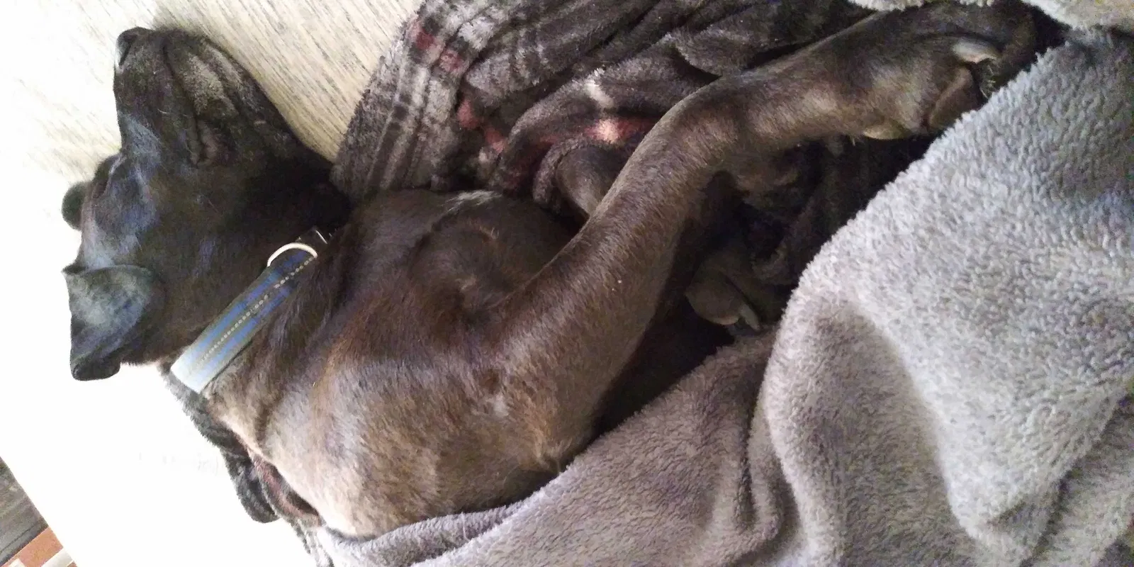 Lost dog in Tucson, AZ, 85746
