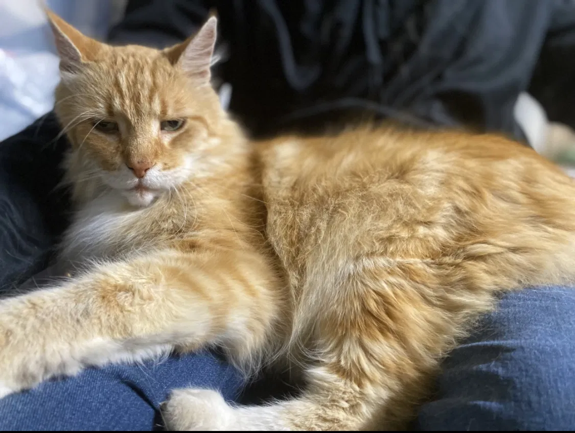 Lost cat in Santa Rosa, CA, 95409