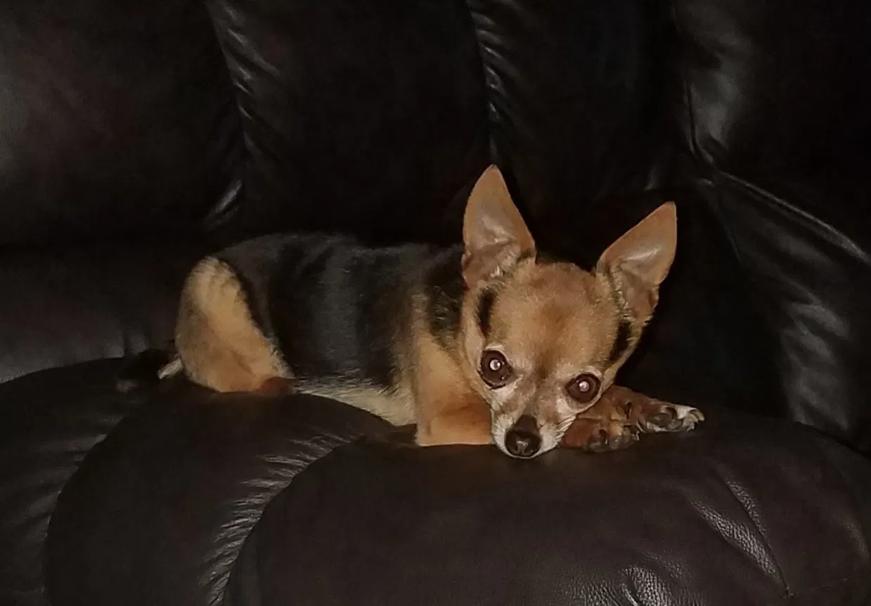 Lost dog in Oklahoma City, OK, 73114
