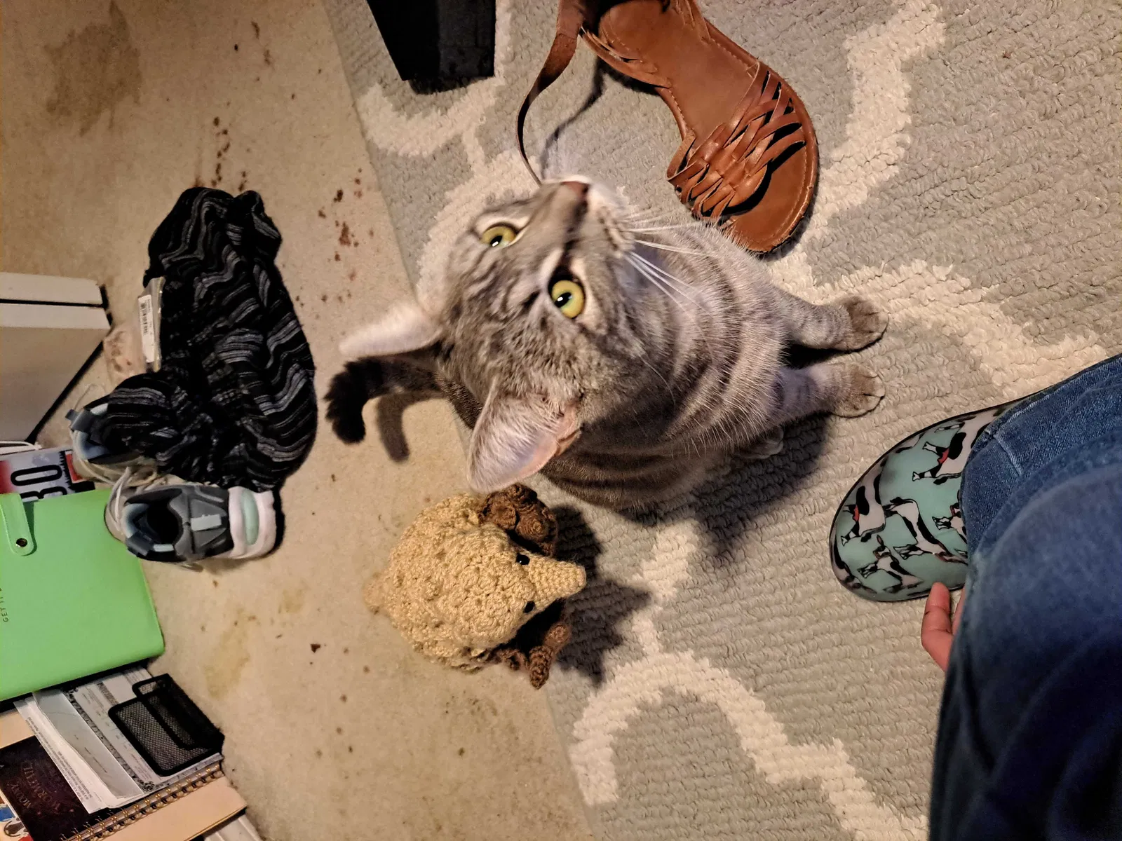 Lost cat in Boise, ID, 83716